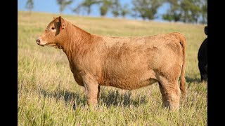 Reimann Pasture Sale 2024  Tag 103 [upl. by Terrence812]