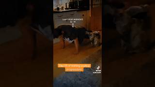 Day 05 of training Pushup Progressions selfimprovement hamza [upl. by Zigrang244]