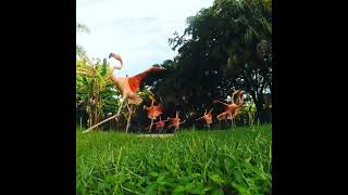 Running with the Flamingos [upl. by Rufena996]