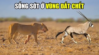 Thung Lũng Sông HOANIB  Thời Khắc Sinh Tồn  Khám Phá Thế Giới Động Vật Hoang Dã [upl. by Eelorac]