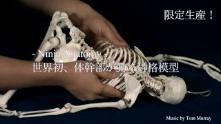 Ninja Anatomy21世紀にふさわしい骨格模型Mobile Skeleton FB HQ [upl. by Floro]