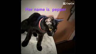 a cute cat named pepper [upl. by Dacie563]