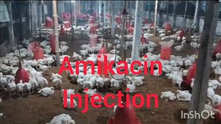 Amikacin injection for E coli in poultrychicken farming trending [upl. by Ajdan]