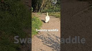 Swan waddle autumn swan waddles autumnwalk [upl. by Okorih]