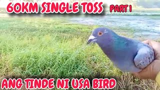 EP831  P1 60KM SINGLE TOSS SOBRA BILIS NI USA BIRD [upl. by Edgard]