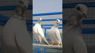 Dewaan Saab Wala banka pair prf Attiq ull Rehman banka pigeon pair price pakistan [upl. by Maggi403]