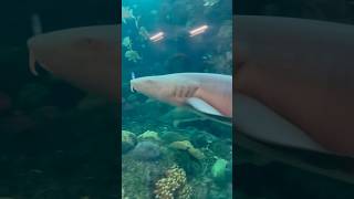 ￼ Nurse shark 🦈 [upl. by Osber781]