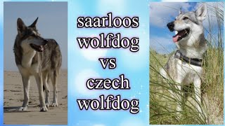 Saarloos wolfdog vs Czechoslovakian wolfdog [upl. by Aneehsit]