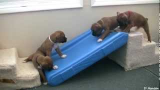 Cute 4 Week Old Boxer Puppies Playing [upl. by Atenaz]