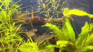 40 Gallon Native Species Aquarium  Added 2 American Flag Fish Killifish [upl. by Rahab968]