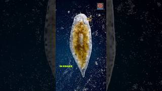 Amazing regeneration ability of planarian  flatworm [upl. by Ahsinoj930]