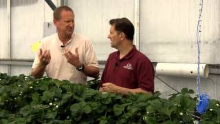 Video 8 Arizona Pollination of Strawberries in Greenhouses [upl. by Atsok681]