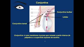 anatomia e fisiologia ocularexames oftalmologicos [upl. by Yornoc]