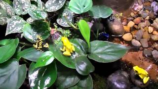 Frogs Are Green visits AMNH in New York and A Chorus of Frogs [upl. by Charley719]