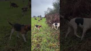 Chasse aux chevreuils avec nos tricolore 🐶 chiens courants bretagne chien dog france hunting🦁 [upl. by Giannini]