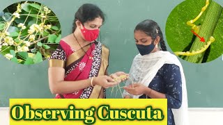 Cuscuta  Parasitic Nutrition in Cuscuta  Nutrition  Dodder plant  10th class Biology [upl. by Aicad589]