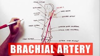 Brachial Artery and its branches  Anatomy Tutorial [upl. by Haff]