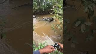 rning River Fishing Catching Big Fish in a Small Stream Adventure [upl. by Enelram]