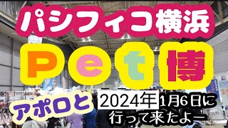 ペット博横浜！パシフィコ横浜にアポロと初参戦！ペット博横浜みなとみらいパシフィコ横浜 [upl. by Hanonew]