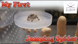 Unboxing My First Jumping Spider  Jumping Spiders Britannia [upl. by Gothar]