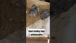 Hand feeding baby goildamadine gouldianfinch birds gouldamadine finch [upl. by Relyhcs657]