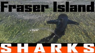 Fraser Island Sharks [upl. by Rabka]