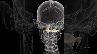 🦴 Meet the Atlas The First Vertebra of Your Spine 🦴 anatomy [upl. by Ainesy]