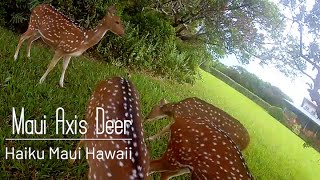 Maui Axis Deer Haiku Hawaii  Day and Night [upl. by Aara302]