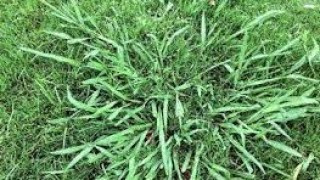 Managing and Selectively Killing Dallisgrass [upl. by Ajnos]