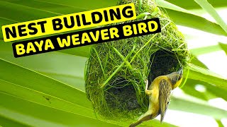 Baya Weaver Bird  Nest Building [upl. by Ennaylloh]