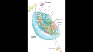 4General Histology Cell cytoplasm IV for dental students [upl. by Llenel]