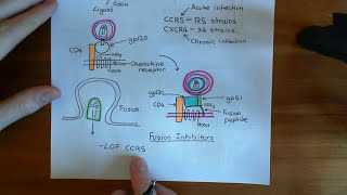 The HIV Life Cycle and Antiretroviral Drugs Part 4 [upl. by Dutch]