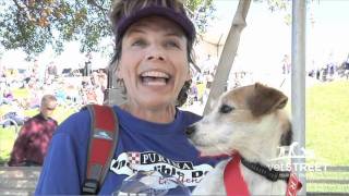 A Parson Russell Terrier Triumphs at The Purina Incredible Dog Challenge [upl. by Yrome]