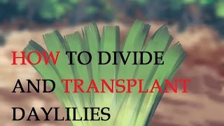 How to Divide and Transplant Daylilies [upl. by Prem]