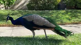 Pleasant Afternoon Peafowl [upl. by Helbon]