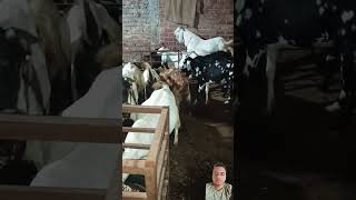 Bakriyo or bachho ko nami se bachaye trending shorts viralvideo facts farming vlog animals [upl. by Metah]