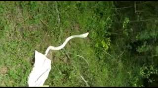 🐍 Unveiling the Majestic White Cobra Abinisum – A Rare Beauty in the Reptile World 🌟 [upl. by Fannie]