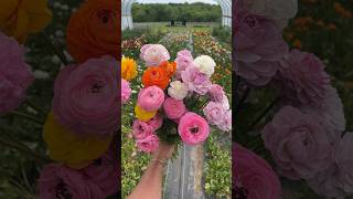 Beautiful Ranunculus flowerfarming flowerfarm ranunculus flowers iowa bouquet [upl. by Nemracledairam]