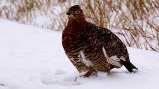 Vocalizing Willow Ptarmigan Toolik Lake [upl. by Shandra924]