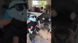 🤩 Hagamos VIRAL a este PERRITO 🐶 es HERMOSO 💖 perrito memes meme juanito cute concurso viral [upl. by Ancilin]