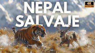 NEPAL  Reino Salvaje del Himalaya  Documental Completo [upl. by Range829]