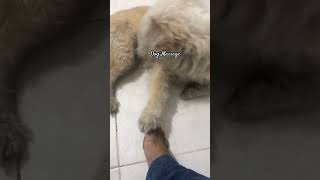 Dog Massage dog doglovers petlove pets pet [upl. by Norrehc]