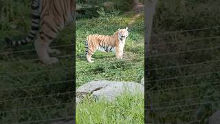 Rare facts about bengal tigers See description bengals tiger animals zoo education short [upl. by Nais]