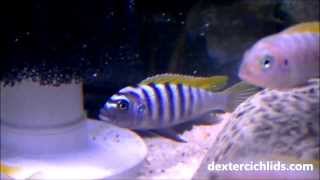 Jalo Reef Afra Cichlid Male and Several Females Red Top Zebra [upl. by Arte]