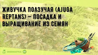 Живучка ползучая Ajuga Reptans — посадка и выращивание из семян [upl. by Theta501]