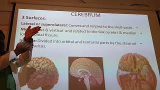 Anatomy of cerebrum2 [upl. by Elrebmik]