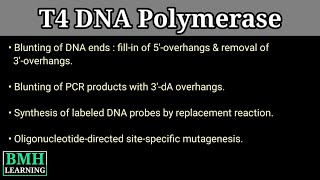 T4 DNA Polymerase [upl. by Hindu857]