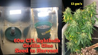 Timelapse budget grow  Seedstockers GorillaGlueAuto Seed to Harvest Cannabis [upl. by Gasper]