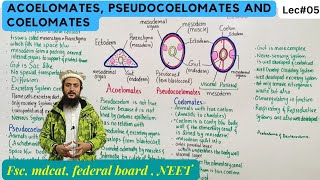 acoelomates pseudocoelomates and coelomates [upl. by Annaohj]