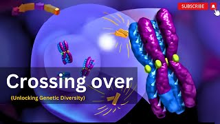 quotCrossing Over in Meiosis Building Genetic Diversity in Offspringquot [upl. by Amoreta781]